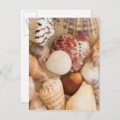 Carte Postale Disposition de coquillage (Devant / Derrière)