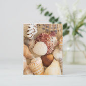 Carte Postale Disposition de coquillage (Debout devant)