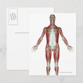 Carte Postale Disposition de tous les muscles du corps humain (Devant / Derrière)