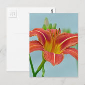 Carte Postale Ditch Lily (Devant / Derrière)