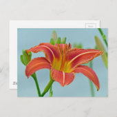 Carte Postale Ditch Lily (Devant / Derrière)