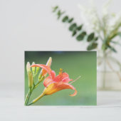 Carte Postale Ditch Lily (Debout devant)