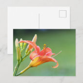 Carte Postale Ditch Lily (Devant / Derrière)