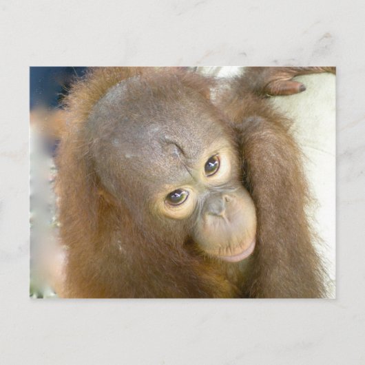 Carte Postale Dites non à la cruauté (Devant)