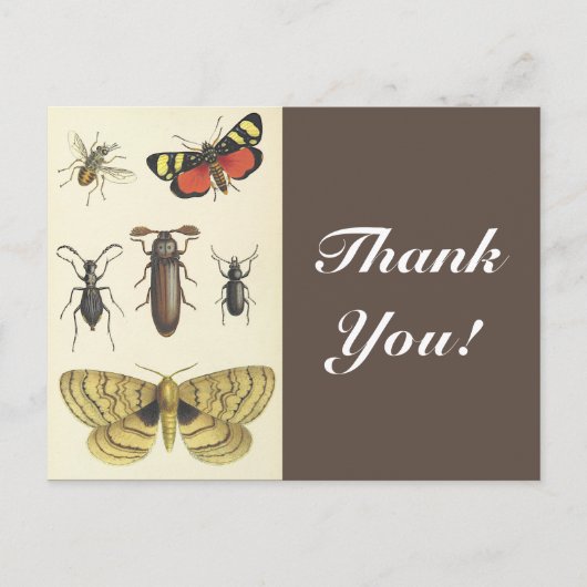 Carte Postale Divers insectes + "Merci !", Vintage Look (Devant)
