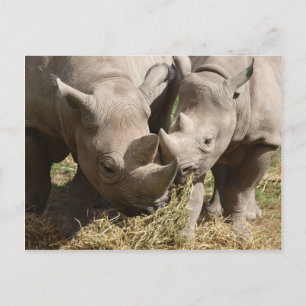 Carte Postale Divers - Motif de rhinocéros noirs affamés