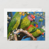 Carte Postale Divers oiseaux (Devant / Derrière)