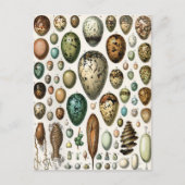 Carte Postale Divers types d'Oeuf Illustration scientifique (Devant)