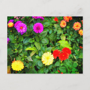 Carte postale Diverses Dahlias #1