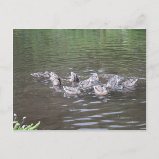 Carte Postale diverses scènes d'alaska