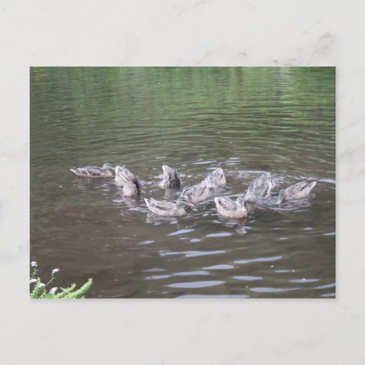 Carte Postale diverses scènes d'alaska (Devant)