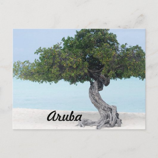 Carte Postale Divi Divi Tree (Devant)
