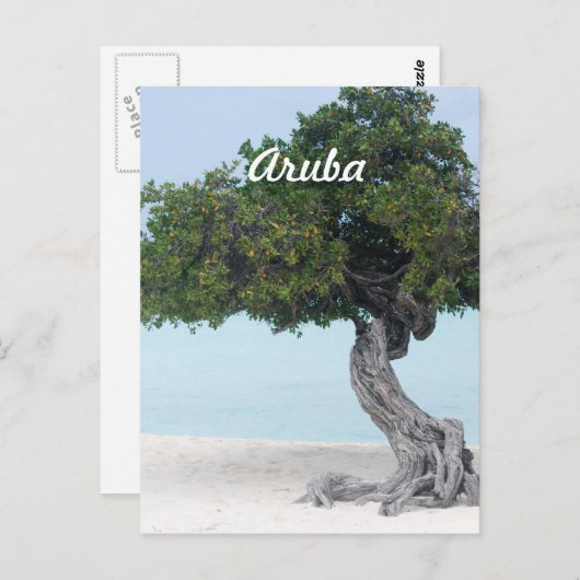 Carte Postale Divi Divi Tree (Devant / Derrière)