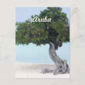 Carte Postale Divi Divi Tree (Devant)