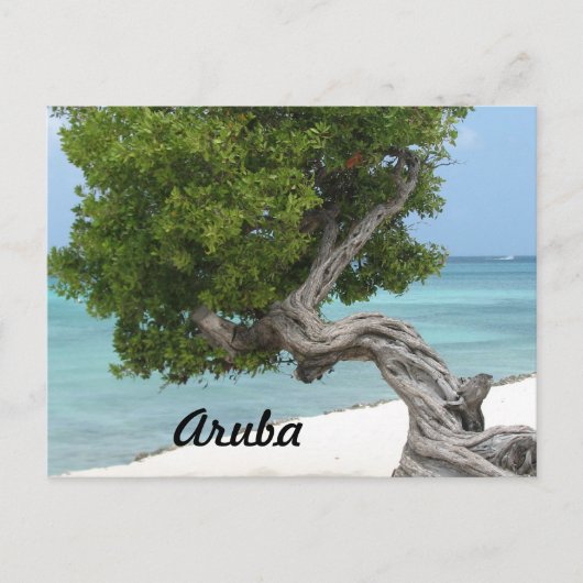 Carte Postale Divi Divi Tree in Aruba (Devant)