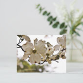 Carte postale Divine Dogwood Spring (Debout devant)