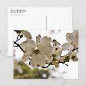 Carte postale Divine Dogwood Spring (Devant / Derrière)