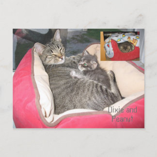 Carte Postale Dixie & Arachide dans le lit de Peanut