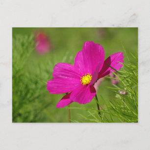 Carte postale DIY de fleur de Cosmea rose vif