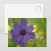Carte postale DIY de fleur de Cosmea violette (Devant / Derrière)