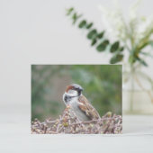 Carte postale DIY de moineau mignon (Debout devant)