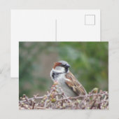 Carte postale DIY de moineau mignon (Devant / Derrière)