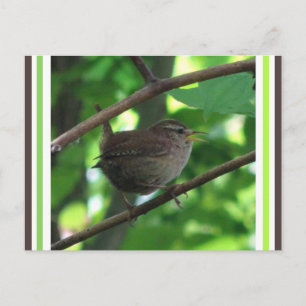 Carte postale DIY de Troglodyte chantant Mignon