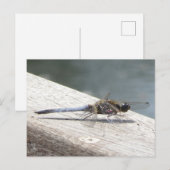 Carte postale DIY Libellule bleue (Devant / Derrière)