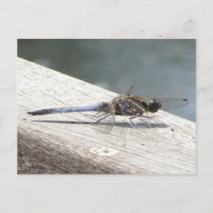 Carte postale DIY Libellule bleue