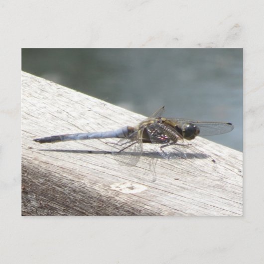 Carte postale DIY Libellule bleue (Devant)