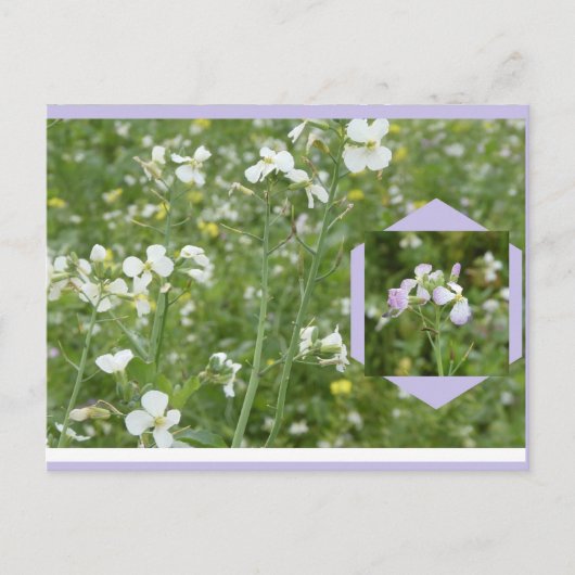Carte postale DIY Mayflowers (Devant)