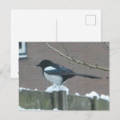 Carte postale DIY Pie dans la neige (Devant / Derrière)