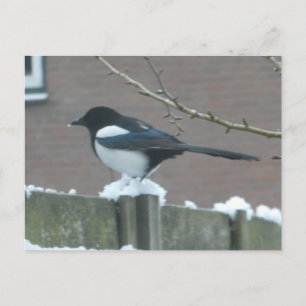 Carte postale DIY Pie dans la neige