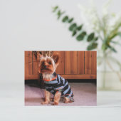 Carte Postale DJ - Yorkshire Terrier - Smith (Debout devant)