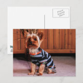 Carte Postale DJ - Yorkshire Terrier - Smith (Devant / Derrière)
