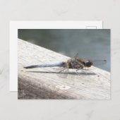 Carte postale do-it-yourself Blue Dragonfly (Devant / Derrière)