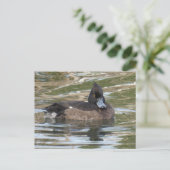 Carte postale do-it-yourself canard touffu (Debout devant)