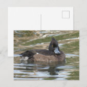 Carte postale do-it-yourself canard touffu (Devant / Derrière)