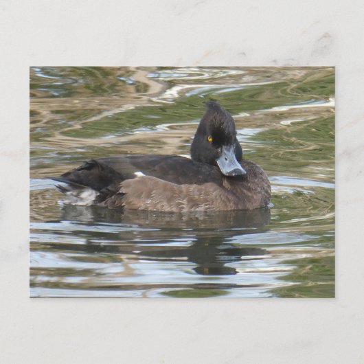 Carte postale do-it-yourself canard touffu (Devant)