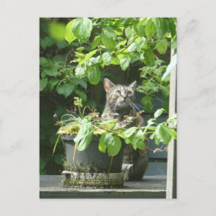 Carte postale do-it-yourself chat d'observation de