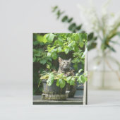 Carte postale do-it-yourself chat d'observation de (Debout devant)