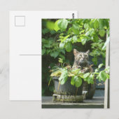 Carte postale do-it-yourself chat d'observation de (Devant / Derrière)