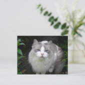 Carte postale do-it-yourself chat Ragdoll (Debout devant)