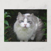 Carte postale do-it-yourself chat Ragdoll (Devant)