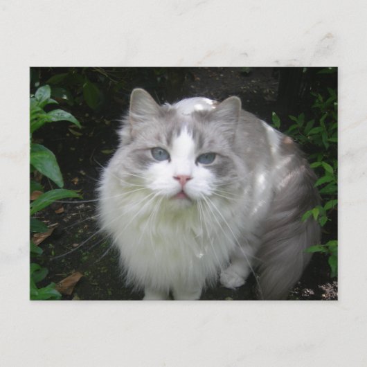 Carte postale do-it-yourself chat Ragdoll (Devant)