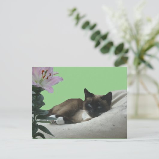Carte postale do-it-yourself Chat Siamese (Debout devant)