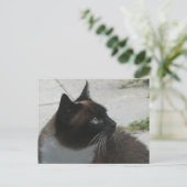 Carte postale do-it-yourself Chat Siamese (Debout devant)
