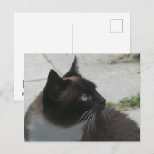 Carte postale do-it-yourself Chat Siamese (Devant / Derrière)