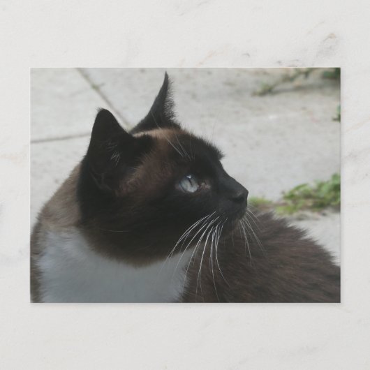 Carte postale do-it-yourself Chat Siamese (Devant)