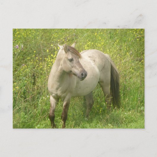 Carte postale do-it-yourself Cheval sauvage (Devant)